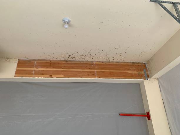 Best Mold Odor Removal Services  in Canaan, CT